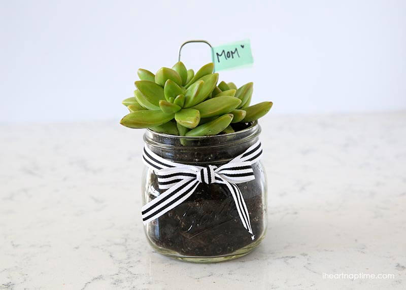 DIY succulent gift idea