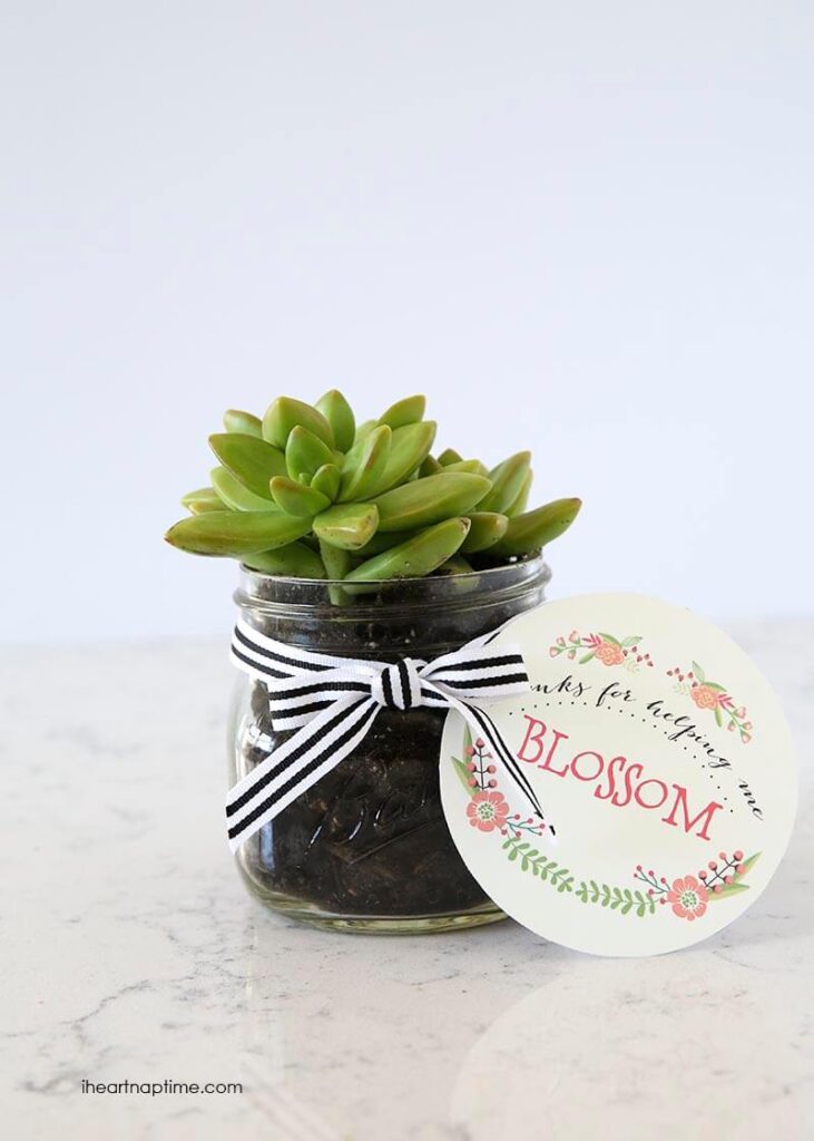 Succulent plant gift idea for Mother's Day