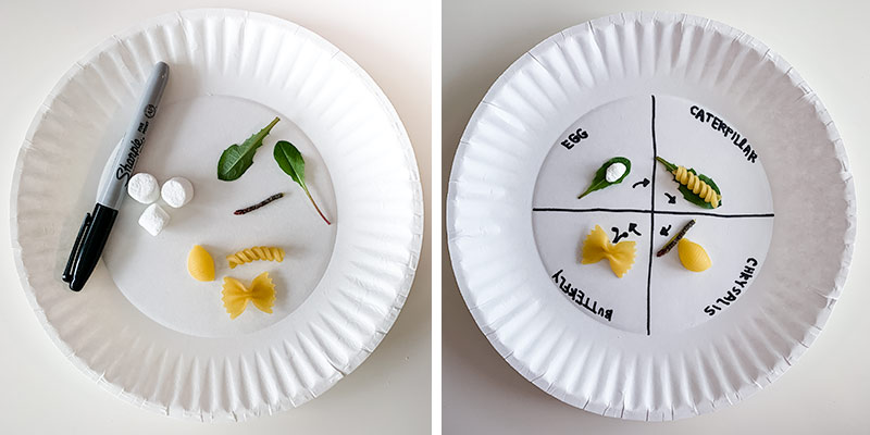 caterpillar life cycle on paper plate