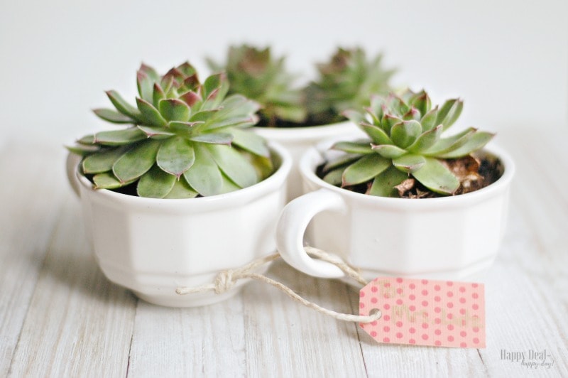 3 plants in 3 white teacups with a gift tag
