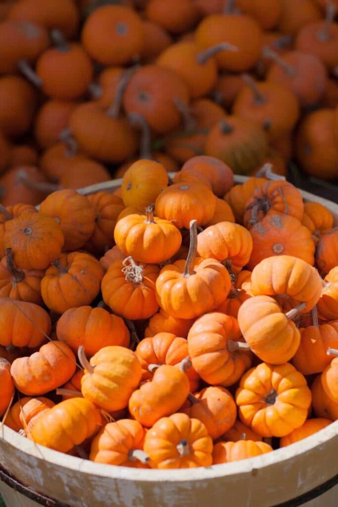 Thanksgiving Pumpkin Hunt